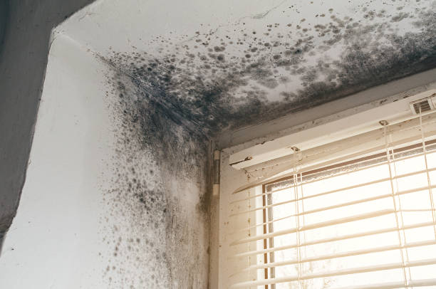 Affordable Basement Mold Remediation solutions in Jenkintown, PA